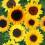 Стеклянная плитка 3-D Art-S Подсолнухи 27
